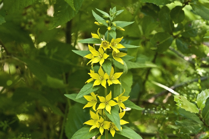 Lysimachia punctata / Mazza-d''oro punteggiata